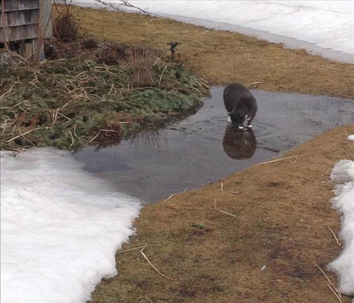 Snow on the grass and some snow that has started to melt in puddles.A grey cat is drinking from the puddles.